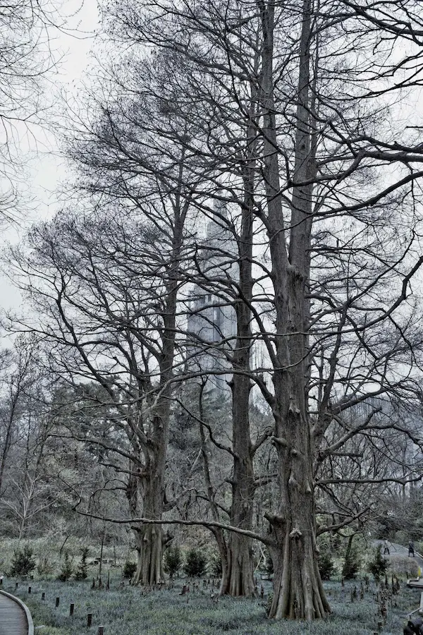 Tokyo - Shinjuku Gyoen